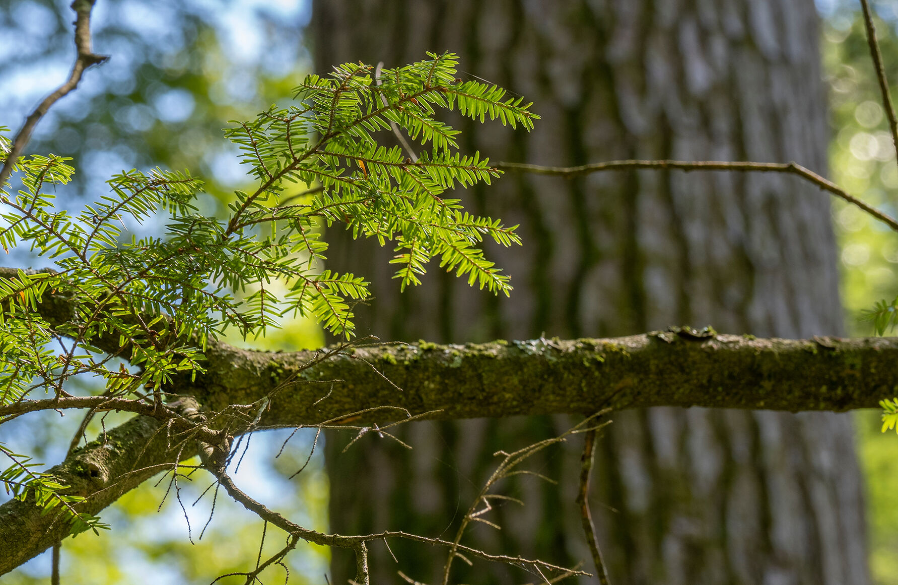 Hemlock bough